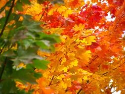 landscape of the autumn colorful forest