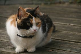 tricolor pedigree cat on a blurred background