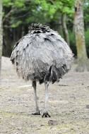 gray ostrich is walking along the road