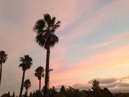 tropical palm trees sunset