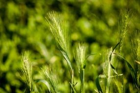 gentle fresh grass
