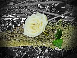 decorative wallpaper with white rose