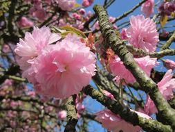 pink flowers of a tree in Germany