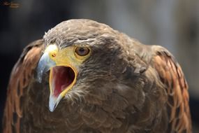 common buzzard with opened beak