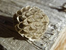 wasp combs