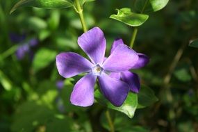 purple periwinkle flower in nature