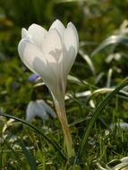 closeup photo of White crocus flower blossoms in the spring