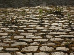 landscape of goldenrod growing through cobblestones