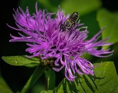 splendiferous beauty flower