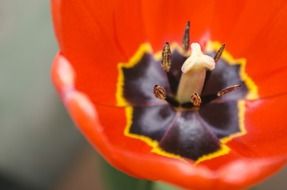 macro red tulips flower