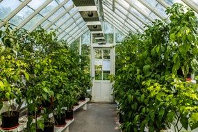 Beautiful plants growing in the greenhouse