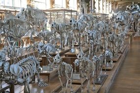 variety of skeletons of animals in the hall in the museum