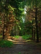 path in the mysterious forest
