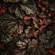 dark green and red plant leaves