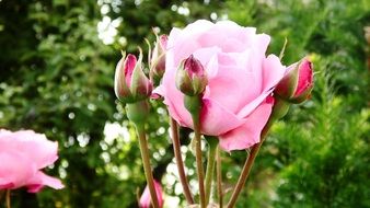 Pink rose with buds close-up