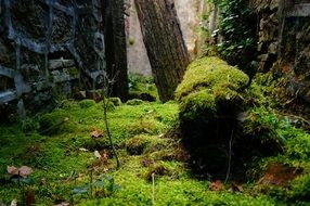 green moss in abandoned place