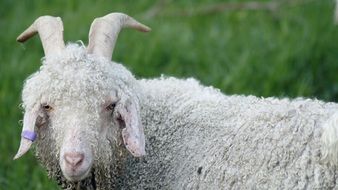 white long-haired ram in a green meadow