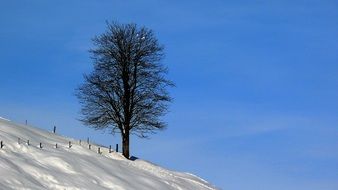 tree on a hill in the snow