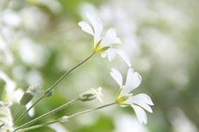 close up picture of delicate white flowers