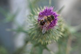 bee pollinating a blossom on a blurred background