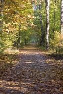 golden forest path