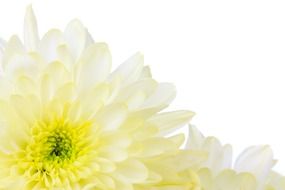 white blossom on a white background