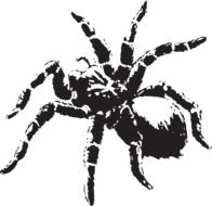 graphic image of a dangerous black spider