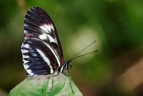 black and white butterfly on the green leaf