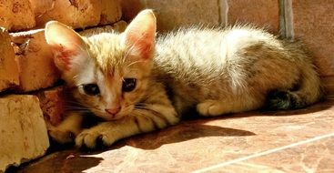 The kitten lies on the ground near the bricks