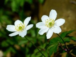Two white anemones