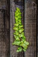 plant green leaves decorations