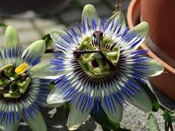 very beautiful passion flower