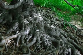 large roots of a tree in a forest close-up