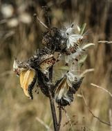 milkweed seed pods close up