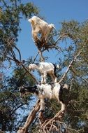 three goats on a tree