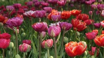 tulip nature spring flower garden