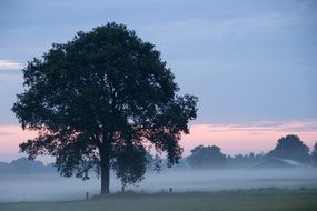 thick fog over the countryside