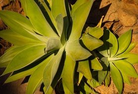 Green plant in a botanical garden