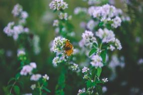 oregano flowers in nature