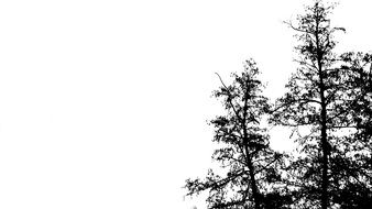 Picture of tree silhouettes