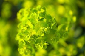 botanical bright green delicate detail close-up