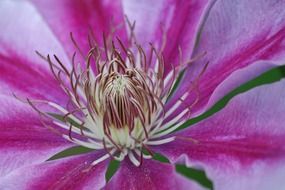 macro photo of fluffy stamens of clematis