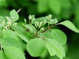 Green bright honeysuckle bush