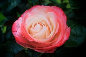rose blossom with pink and white petals
