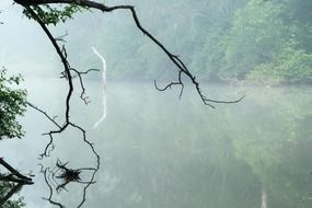 Twigs of a tree against the backdrop of the river in Sydney