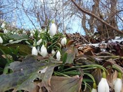 harbingers of spring in the leaves close-up