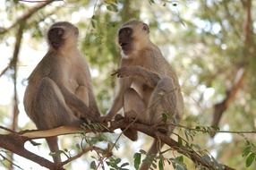 two velvet monkeys on a branch