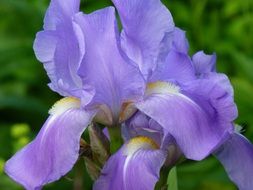 blue blooming iris