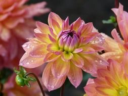 gentle fresh dahlia