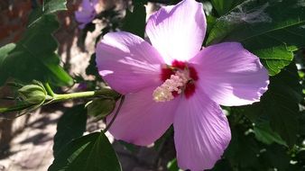 hibiscus, plant with pink flowers at sunny day